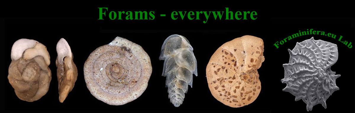 Foraminifera Forams everywhere